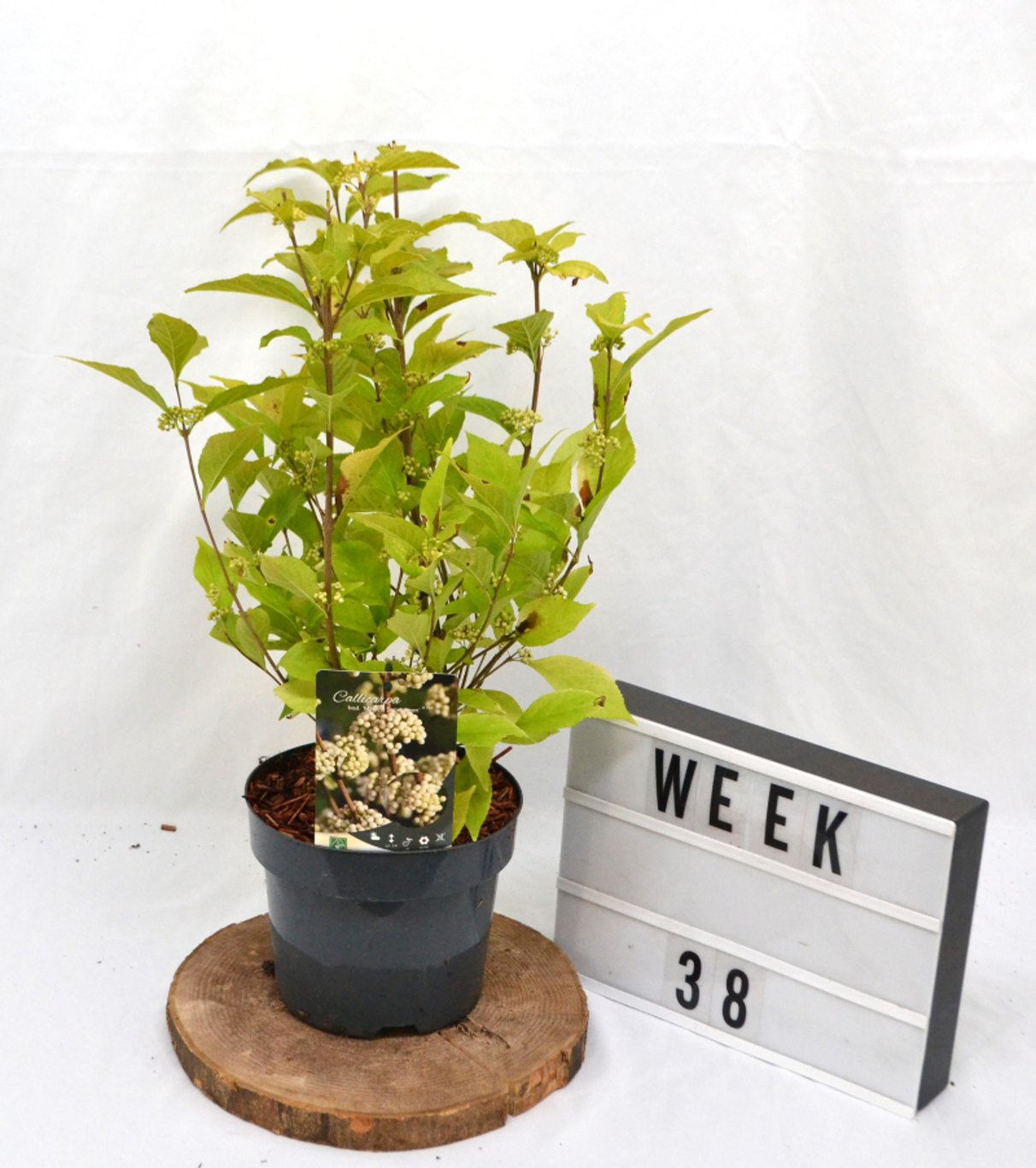 Callicarpa bod. 'Magical Snow Queen' - C3 20-40 CM